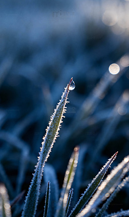 草叶凝露细霜镶边