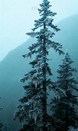 冷杉雾霭霜挂山影
