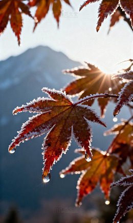 霜凝枫叶露珠远山1