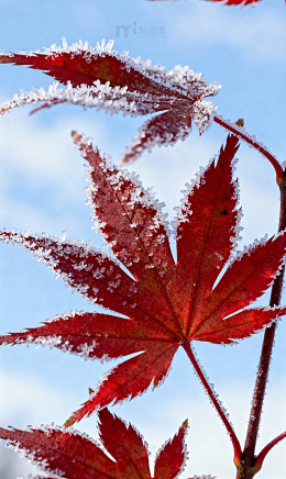 红枫霜花细雪青雾