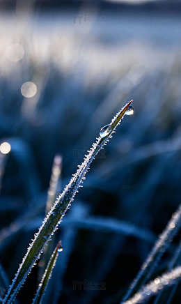 草叶凝露霜边晨光