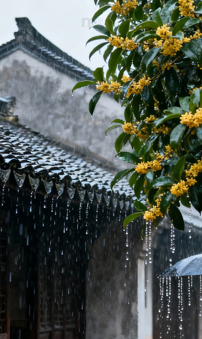 秋季 桂花 雨天