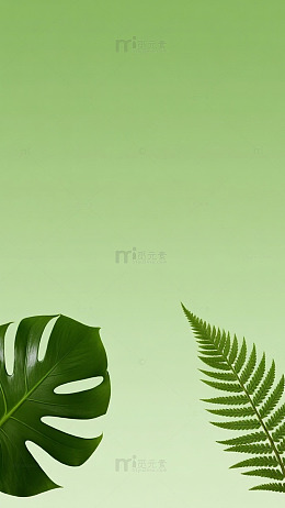 底角双叶绿植对称