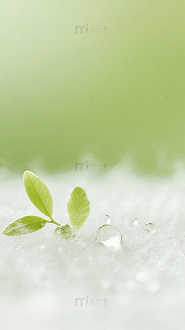 嫩芽绿渐变透柳叶