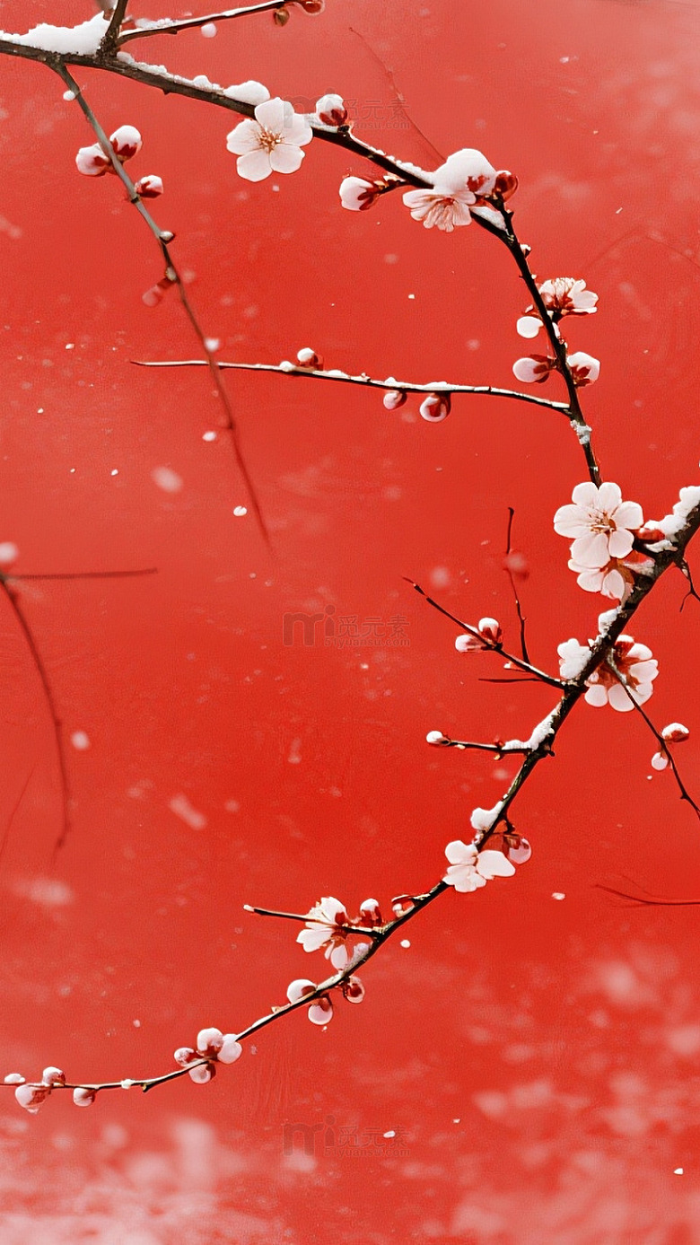 绛红角落梅枝映雪