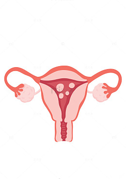 女性生殖系统构造示意图医用插画