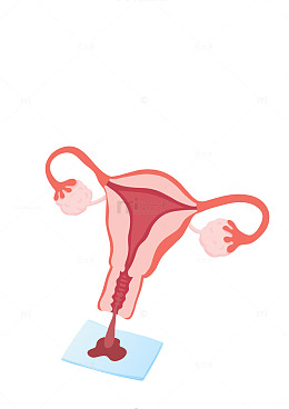 女性生殖系统经期示意图医用插画
