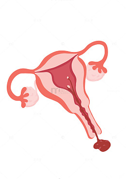 女性子宫生理期示意图医用插画