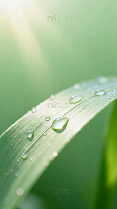 清新绿叶水滴特写