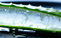 芦荟特写摄影图片