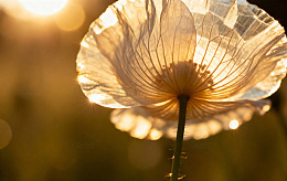 逆光罂粟花特写摄影图