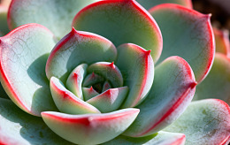 多肉植物景天科花卉特写摄影图