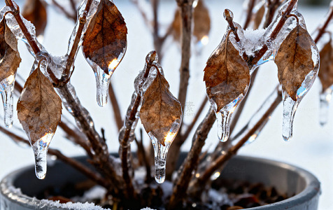 冬日冰挂植物盆栽景观