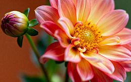 渐变色彩大丽花特写摄影