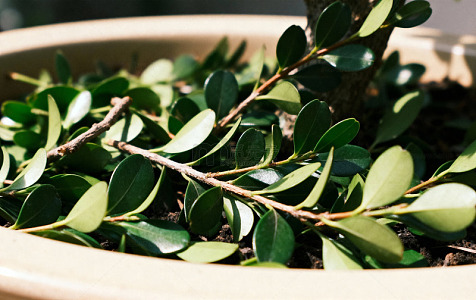 盆栽植物绿叶特写摄影图片
