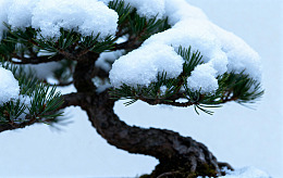 雪松盆景冬日美景