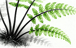 手绘蕨类植物插画