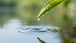 绿叶水滴静物摄影