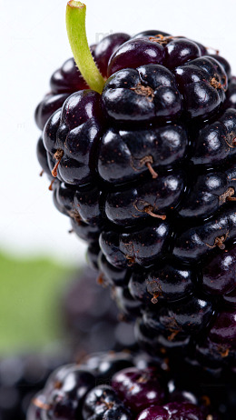 新鲜黑莓特写摄影图1