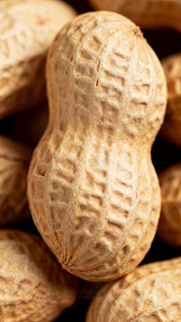 花生特写摄影图1