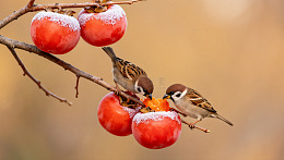 冬日柿子枝头麻雀觅食