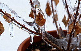 冬日冻雨植物景观