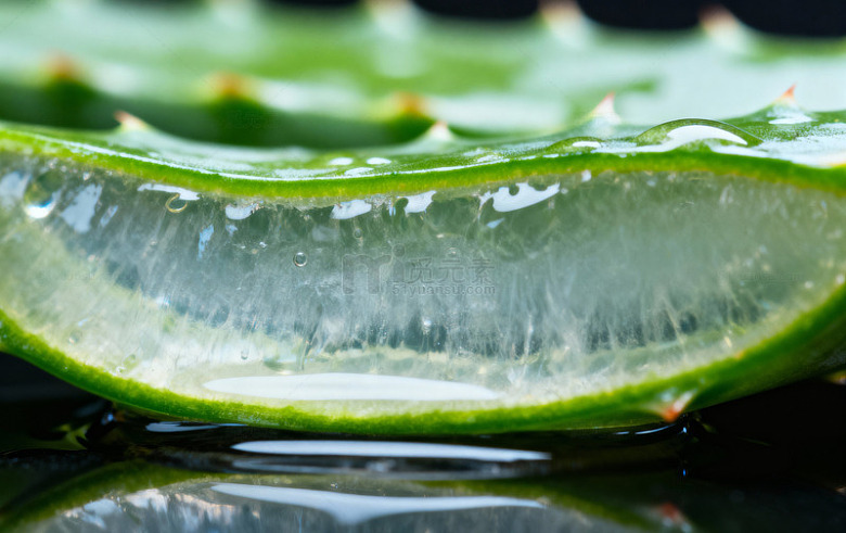 清新芦荟特写摄影