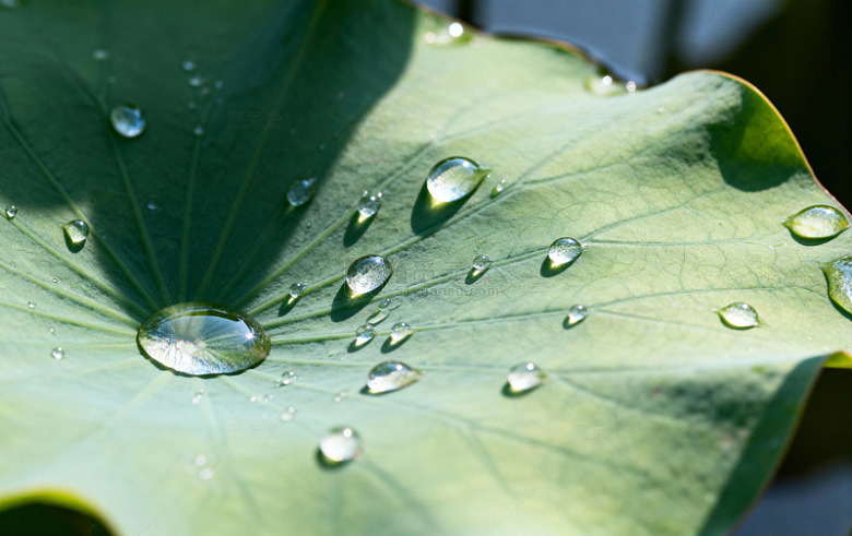 荷叶水滴特写自然摄影