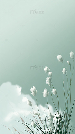 淡雅白花天空背景图