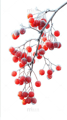 冰霜红果冬日景象