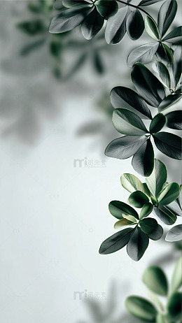 清新绿植特写摄影图片