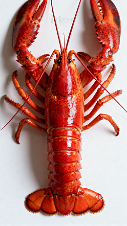 鲜艳龙虾美食摄影图