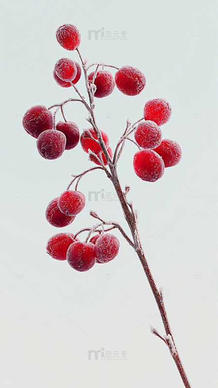 冰霜红果冬日美景