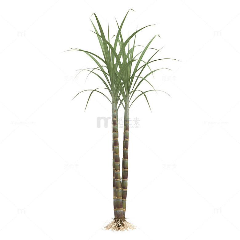 甘蔗树植物素材0