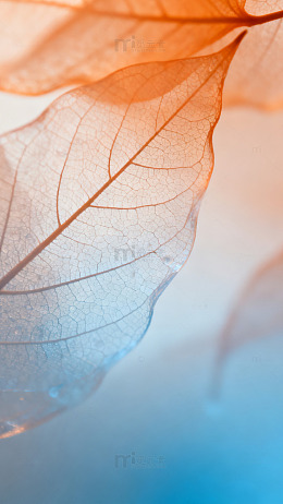 光影叶脉艺术照1