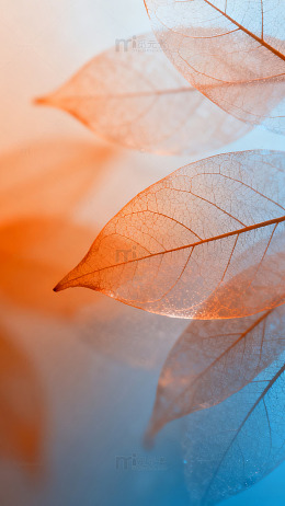 微距叶脉光影艺术