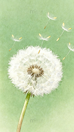 水彩蒲公英飞舞插画