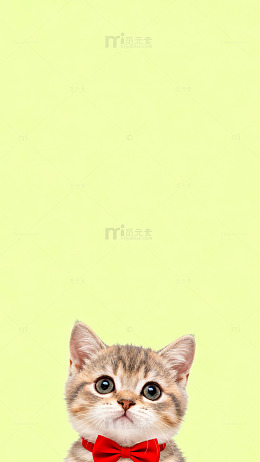 可爱小猫红领结壁纸