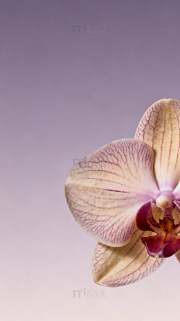 淡雅兰花特写摄影图