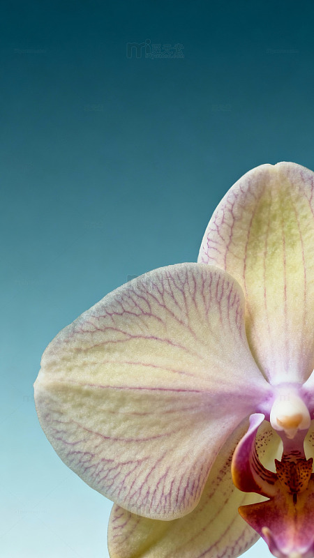 兰花朵朵蓝天映衬
