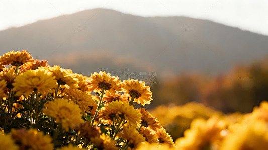 秋菊花海山景摄影图