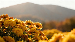 秋菊花海山景摄影图