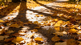 秋日小径落叶美景