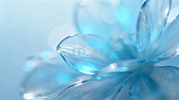 冰透花瓣微距摄影