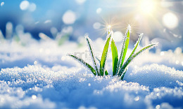 冬雪新绿生机勃勃