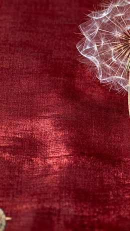 红色背景蒲公英艺术摄影