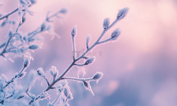霜花冬景摄影