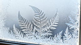 霜花蕨类窗户艺术