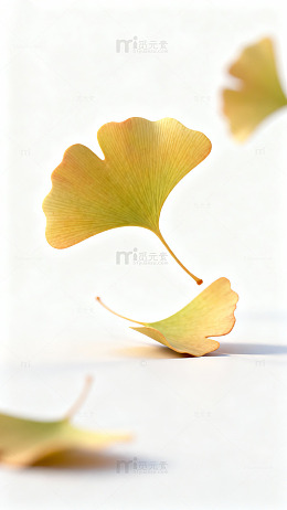 银杏叶飘落特写摄影