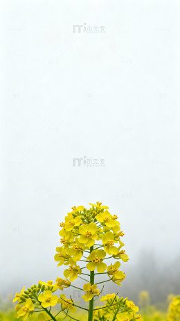 油菜花田春日风光摄影图片